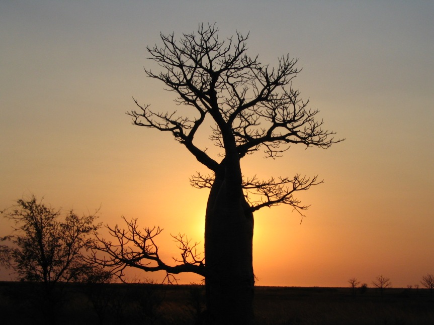 Two Baobabs and a Boab