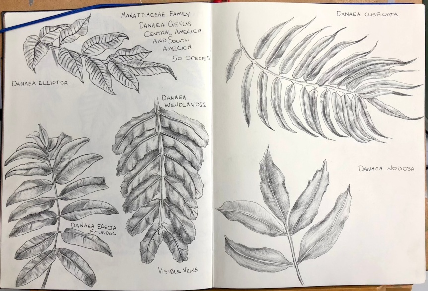 Sketch to understand: Ferns and more ferns