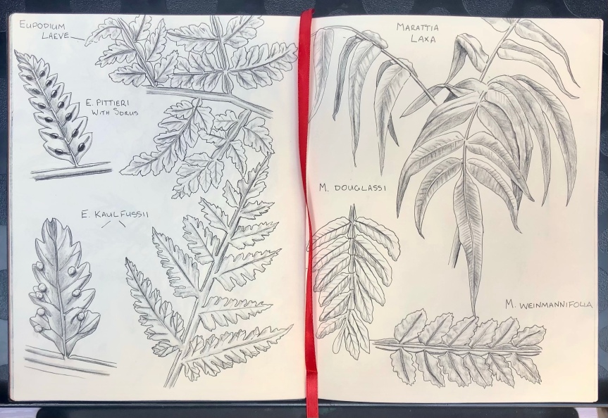 Fern journal continued